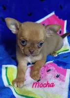 Mocha AKC, a female Chihuahua for sale in Gray, TN – 6 of 9