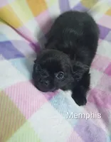 Memphis AKC, a male Chihuahua for sale in Gray, TN – 1 of 10