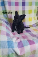 Memphis AKC, a male Chihuahua for sale in Gray, TN – 3 of 10