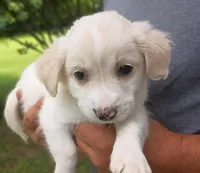 Owen, a male Labrador Retriever and English Cream Golden Retriever for sale in Gray, TN – 6 of 8