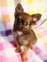 Latte 3.5lb AKC , a female Chihuahua for sale in Gray, TN – 3 of 9