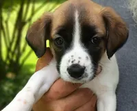 Daisy , a female Bernese Mountain Dog and Labrador Retriever for sale in Gray, TN – 5 of 9