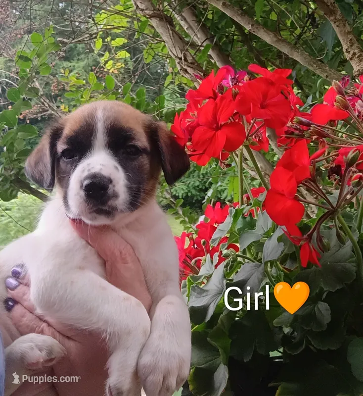 Daisy  – Labrador Retriever, English Cream Golden Retriever puppy for sale in Gray, TN