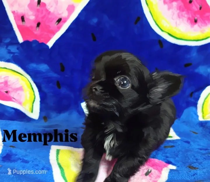 Memphis AKC – Chihuahua puppy for sale in Gray, TN