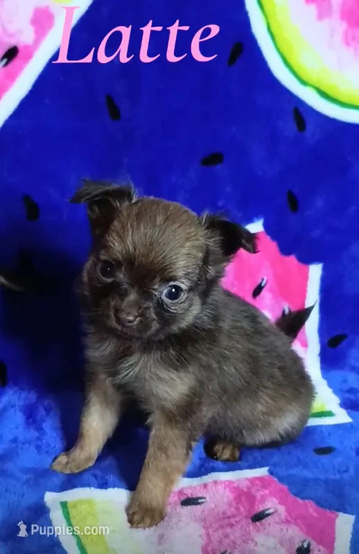 Latte 3.5lb – Chihuahua puppy for sale in Gray, TN