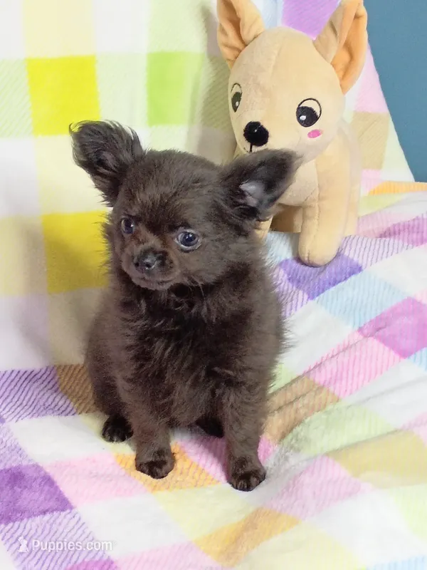 Magnolia AKC 3.5lbs – Chihuahua puppy for sale in Gray, TN