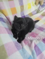 Memphis AKC, a male Chihuahua for sale in Gray, TN – 4 of 10
