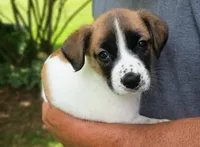 Daisy , a female Bernese Mountain Dog and Labrador Retriever for sale in Gray, TN – 2 of 9