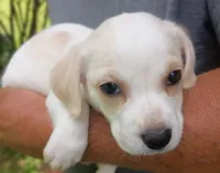Lily , a female Labrador Retriever and English Cream Golden Retriever for sale in Gray, TN – 7 of 10