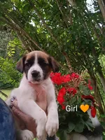 Daisy , a male Bernese Mountain Dog and Labrador Retriever for sale in Gray, TN – 4 of 10