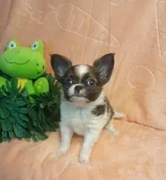 Oakley , a male Chihuahua for sale in Gray, TN – 5 of 10