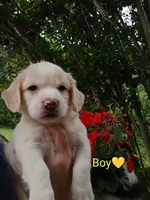 Oliver , a male Labrador Retriever and English Cream Golden Retriever for sale in Gray, TN – 4 of 8