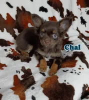 Chai AKC, a male Chihuahua for sale in Gray, TN – 4 of 9