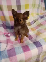 Latte 3.5lb AKC , a female Chihuahua for sale in Gray, TN – 6 of 9