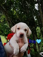 Odie, a male Bernese Mountain Dog and Labrador Retriever for sale in Gray, TN – 6 of 8