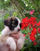 Penelope , a female Bernese Mountain Dog and Labrador Retriever for sale in Gray, TN – 3 of 8