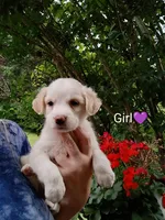 Calliope , a female Bernese Mountain Dog and Labrador Retriever for sale in Gray, TN – 5 of 8