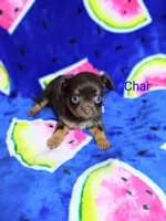Chai, a male Chihuahua for sale in Gray, TN – 5 of 8