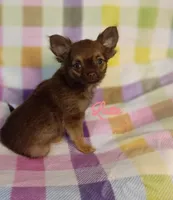 Latte 3.5lb AKC , a female Chihuahua for sale in Gray, TN – 8 of 9