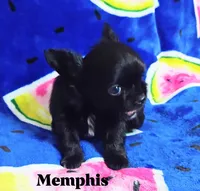 Memphis , a male Chihuahua for sale in Gray, TN – 2 of 7