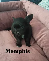 Memphis , a male Chihuahua for sale in Gray, TN – 5 of 7