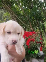 Owen, a male Labrador Retriever and English Cream Golden Retriever for sale in Gray, TN – 4 of 7