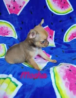 Mocha AKC, a female Chihuahua for sale in Gray, TN – 8 of 9