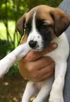 Daisy , a female Bernese Mountain Dog and Labrador Retriever for sale in Gray, TN – 3 of 9