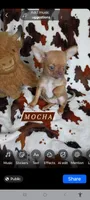 Mocha AKC, a female Chihuahua for sale in Gray, TN – 2 of 9