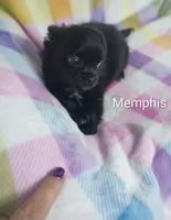 Memphis AKC, a male Chihuahua for sale in Gray, TN – 8 of 10