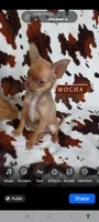 Mocha AKC, a female Chihuahua for sale in Gray, TN – 3 of 9