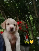 Oliver , a male Labrador Retriever and English Cream Golden Retriever for sale in Gray, TN – 2 of 8