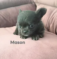 Mason , a male Chihuahua for sale in Gray, TN – 2 of 8