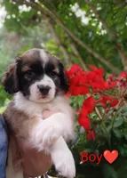Oakley , a male Bernese Mountain Dog and Labrador Retriever for sale in Gray, TN – 3 of 10