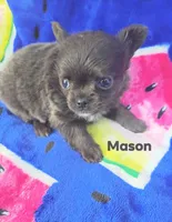 Mason , a male Chihuahua for sale in Gray, TN – 3 of 8