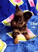 Chai AKC, a male Chihuahua for sale in Gray, TN – 7 of 9