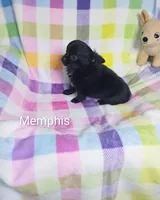 Memphis AKC, a male Chihuahua for sale in Gray, TN – 7 of 10