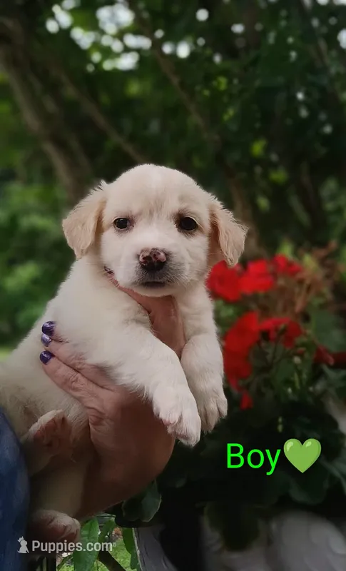 Owen – Bernese Mountain Dog, Labrador Retriever puppy for sale in Gray, TN