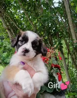 Penelope , a female Bernese Mountain Dog and Labrador Retriever for sale in Gray, TN – 5 of 8