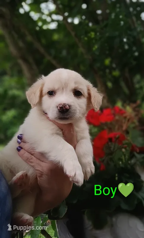 Owen – Labrador Retriever, English Cream Golden Retriever puppy for sale in Gray, TN