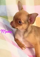 Mocha AKC, a female Chihuahua for sale in Gray, TN – 8 of 9