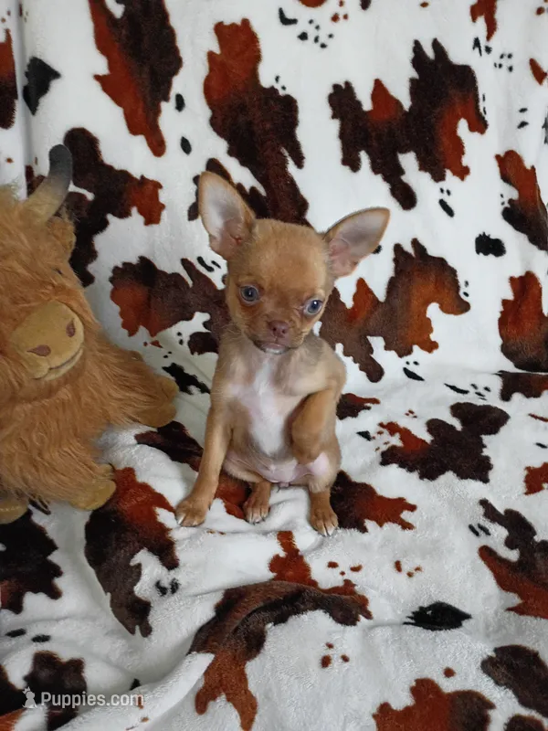 Mocha AKC – Chihuahua puppy for sale in Gray, TN