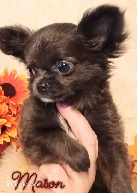 Mason AKC 3.5lbs – Chihuahua puppy for sale in Gray, TN