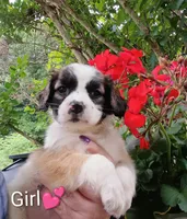 Penelope , a female Bernese Mountain Dog and Labrador Retriever for sale in Gray, TN – 4 of 8