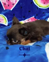 Chai, a male Chihuahua for sale in Kingsport, TN – 5 of 8