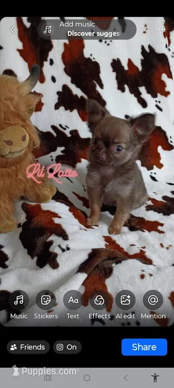 Latte AKC – Chihuahua puppy for sale in Gray, TN
