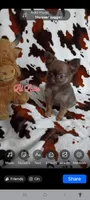Lil Latte AKC, a female Chihuahua for sale in Gray, TN – 4 of 10