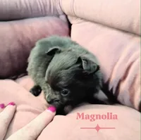 Magnolia 3.5lbs, a female Chihuahua for sale in Gray, TN – 7 of 8