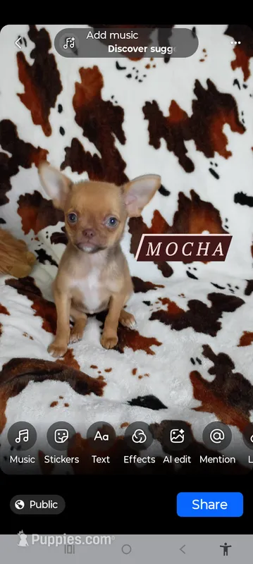 Mocha AKC – Chihuahua puppy for sale in Gray, TN