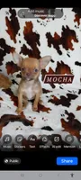 Mocha AKC, a female Chihuahua for sale in Gray, TN – 1 of 9